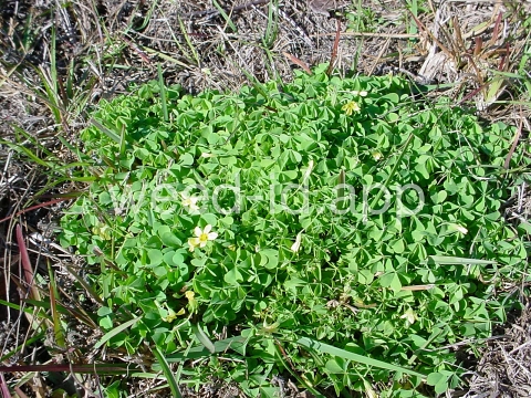woodsorrel, creeping